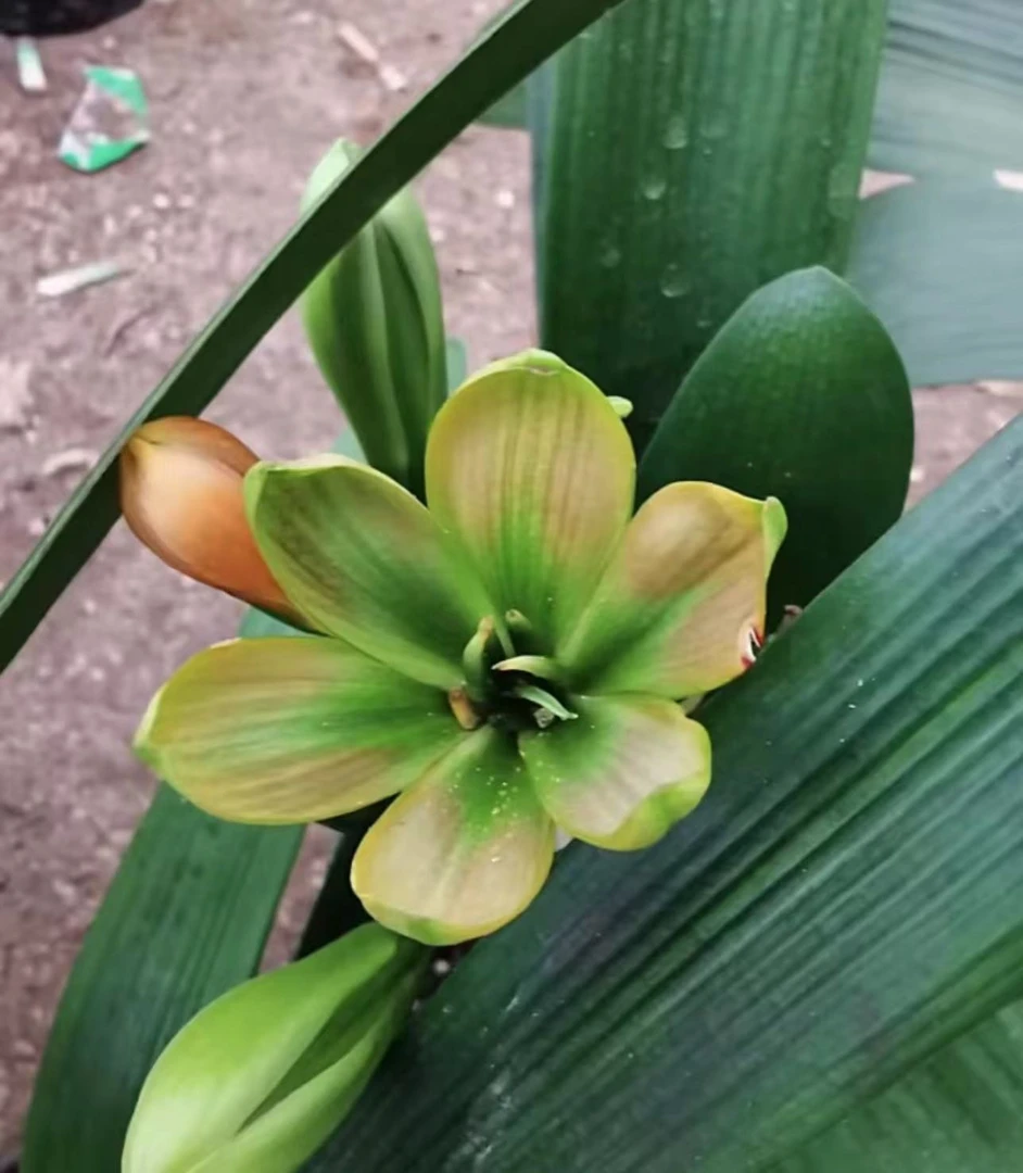 君子兰单品链接一物一拍