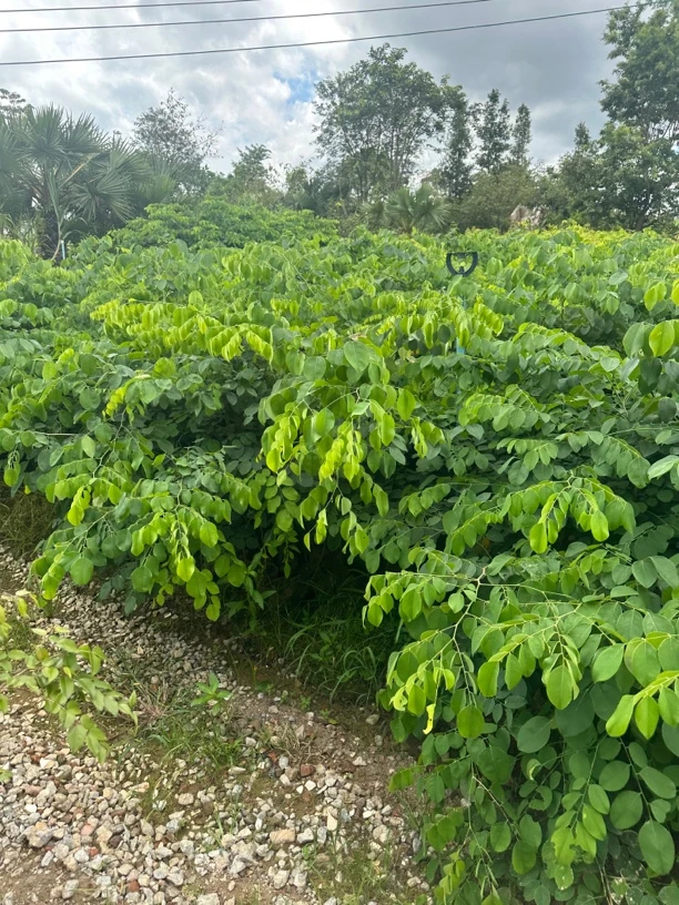 正宗老挝交趾黄橦名贵苗木经济庭院越南庭院绿植树木