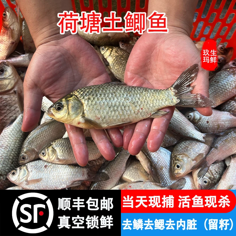 湖北荷塘小鲫鱼新鲜活的现杀淡水鲫鱼炖汤顺丰