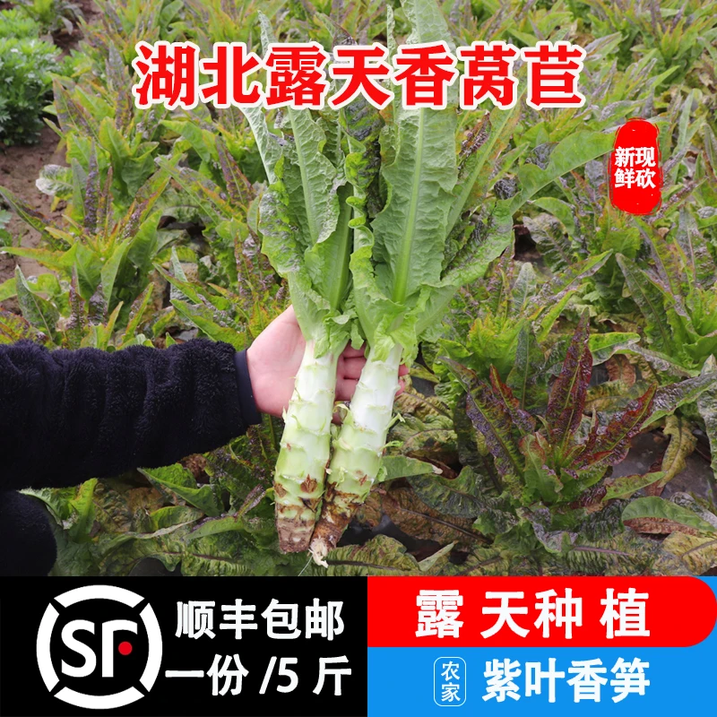湖北农家露天种植红皮紫叶香莴笋新鲜莴苣千金菜现摘现发顺丰五斤
