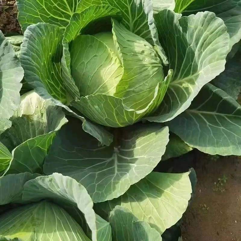 云南大理新鲜包菜