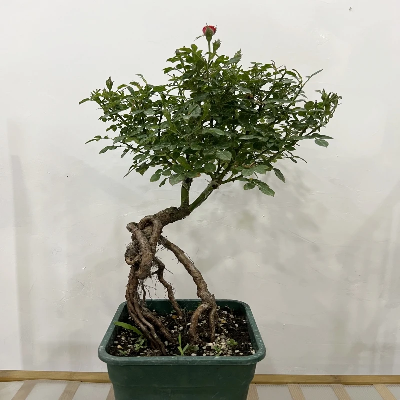 瑾荷园艺提根多色月季（一物一拍）