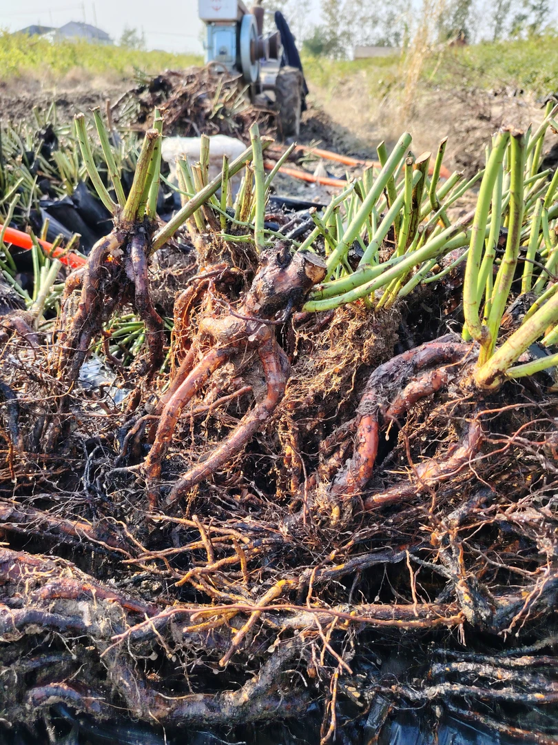 无刺蔷薇高提根，欢迎大家来选购