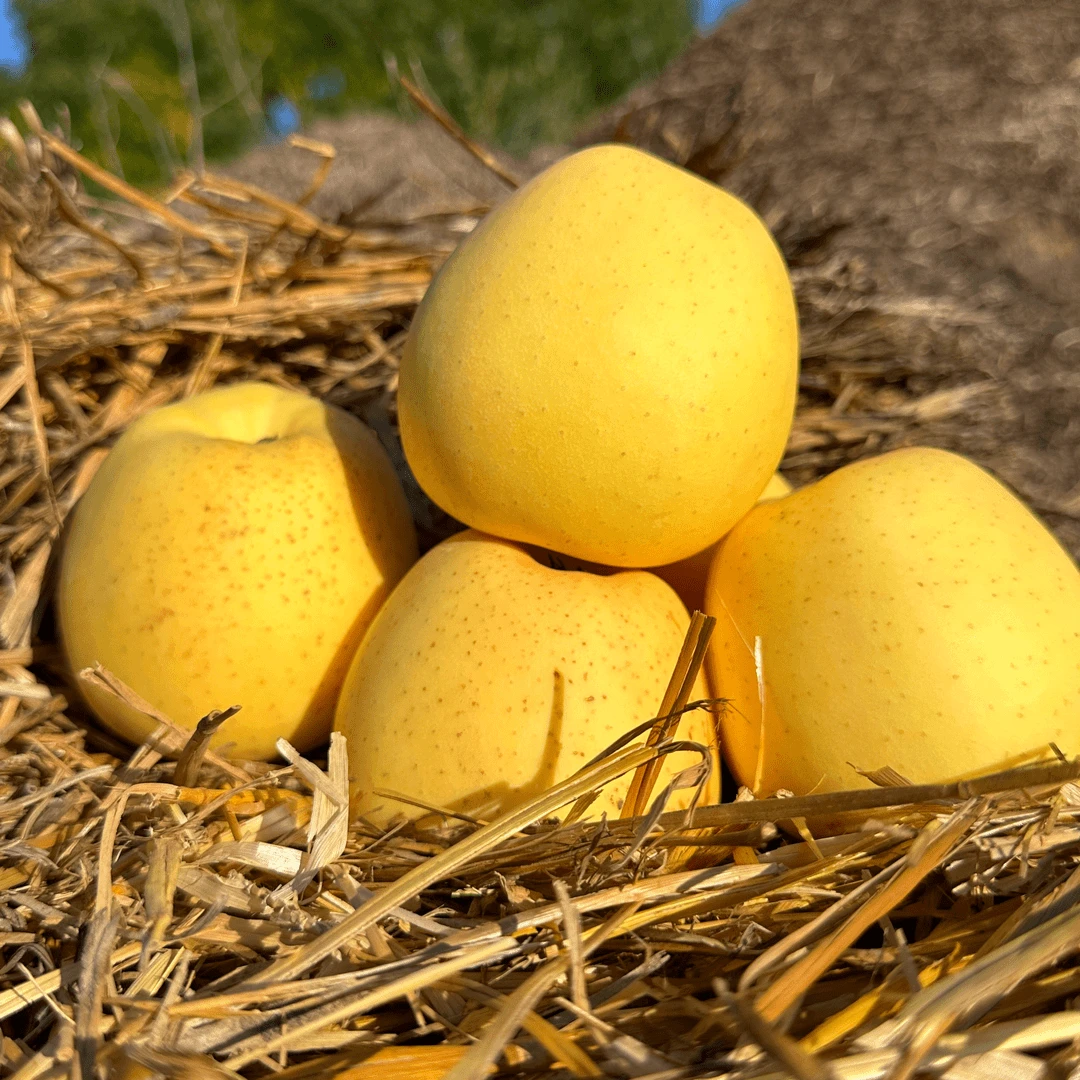 【达人专属】正宗黄元帅苹果新鲜采摘口感美味皮薄多汁包邮