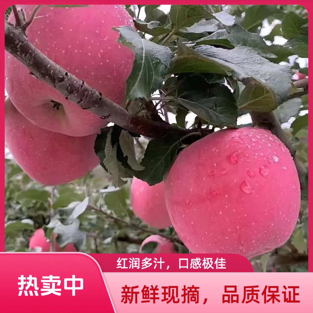 甘肃天水富士苹果，自家果园，现摘现发，童叟无欺