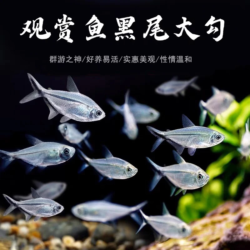 黑尾大勾  观赏鱼群游转圈圈灯科鱼淡水草缸小型活体好养新手耐活