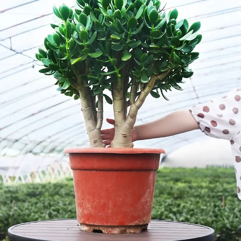 红边玻璃翠景天树盆栽老桩玉树耐旱多肉植物室内阳台花卉绿植好养