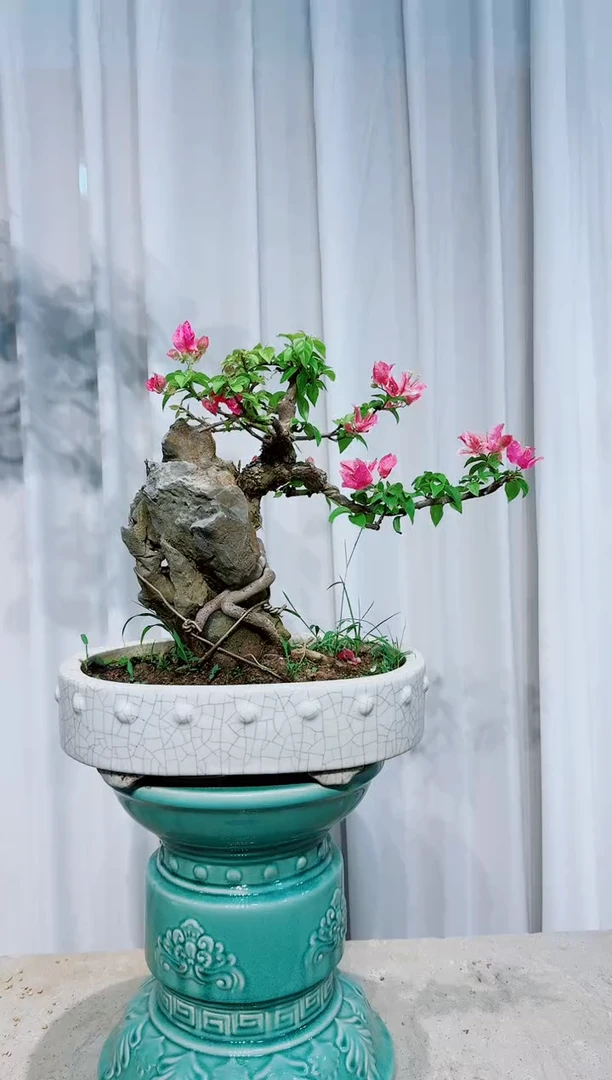 【闪购商品】三角梅
