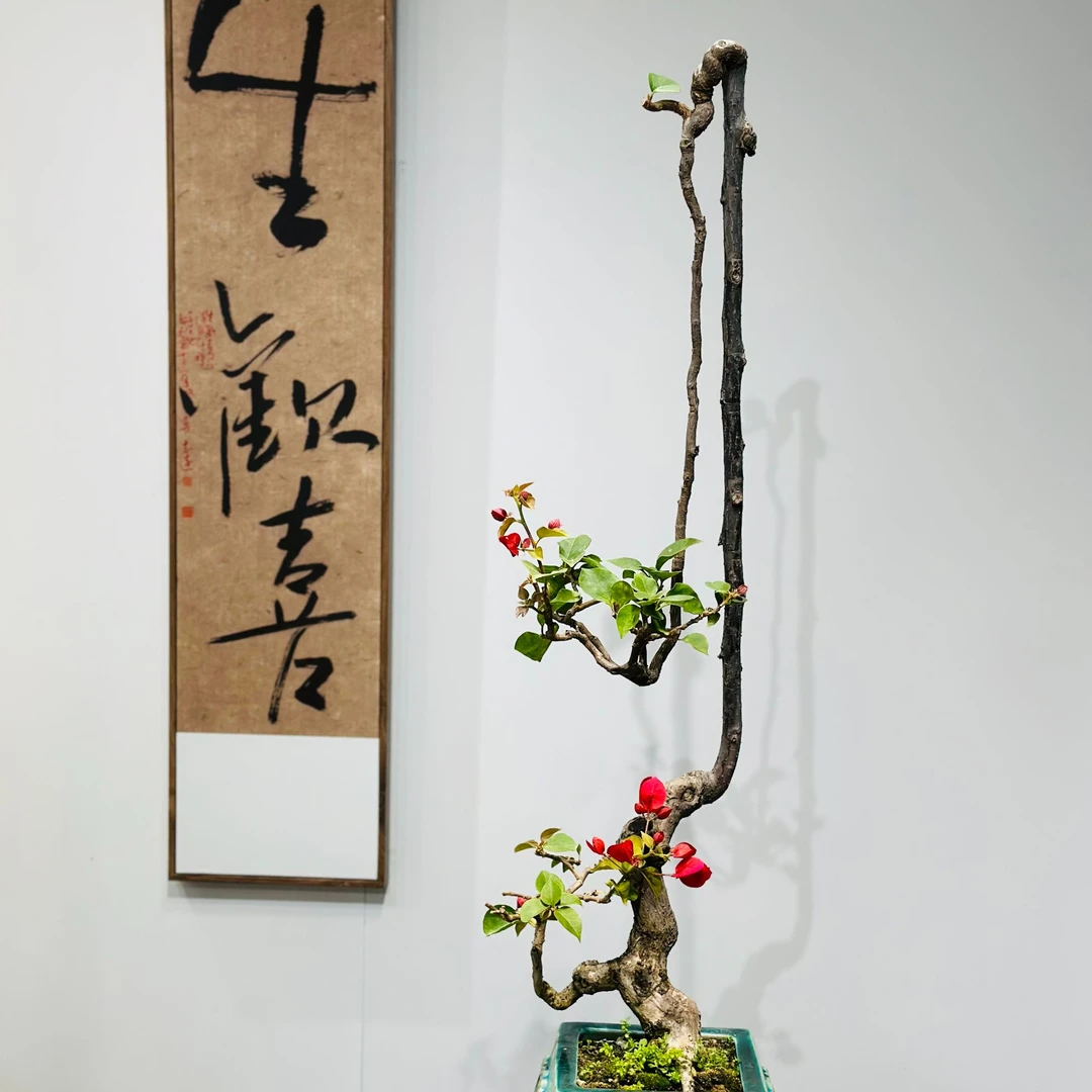 精品老桩三角梅中国红造型老桩三角梅客厅阳台庭院摆件