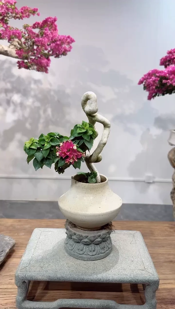 【闪购商品】三角梅