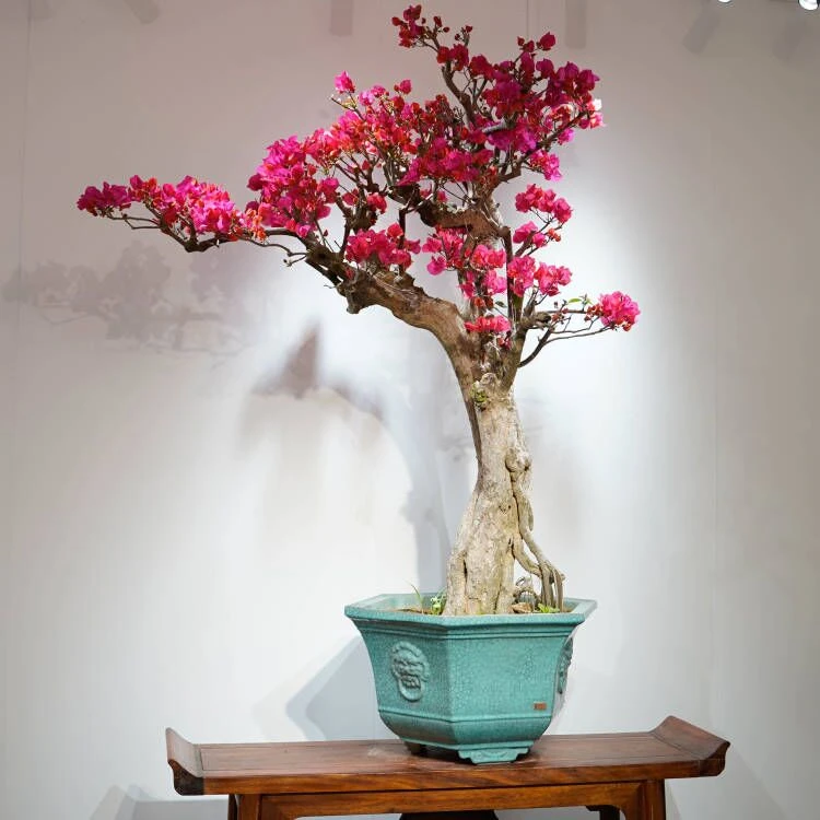 三角梅盆景同安红冠幅170cm高度170cm