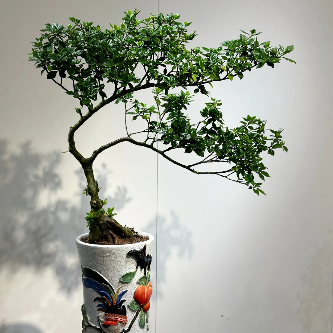 精品老桩栀子花四季揽月挂果造型老桩栀子花客厅阳台庭院摆件