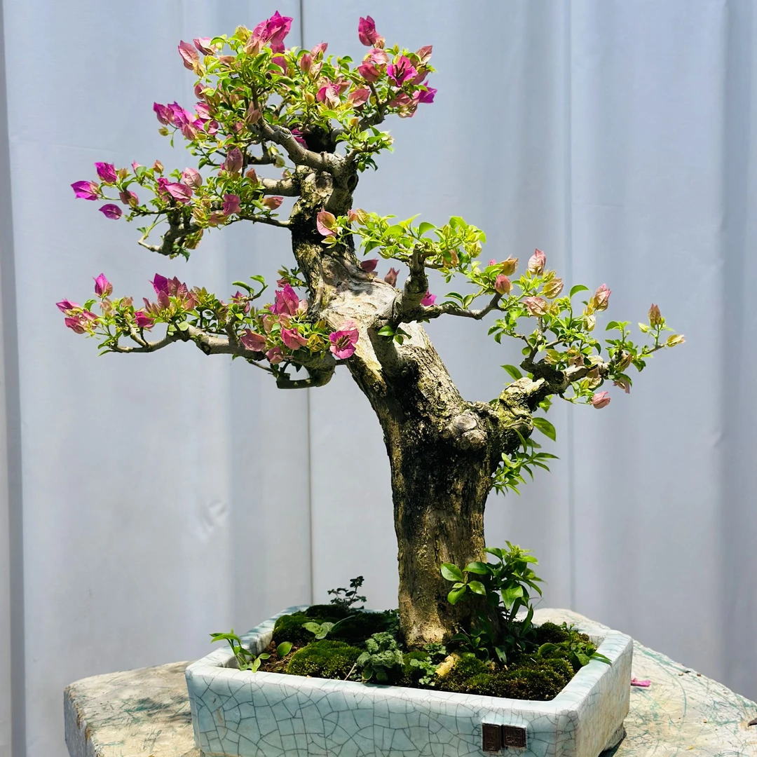 精品老桩三角梅小叶紫造型老桩三角梅客厅阳台庭院摆件
