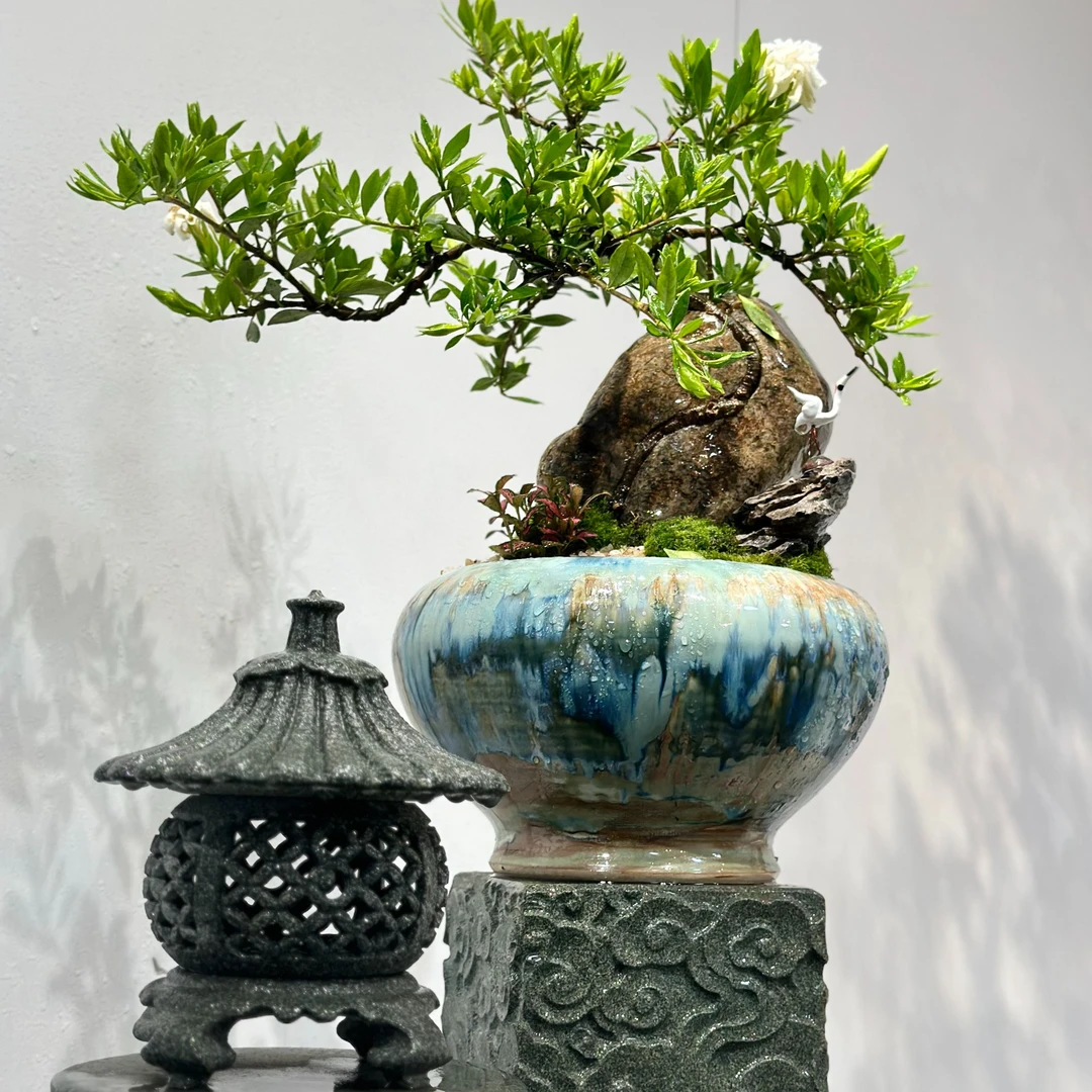 精品老桩重瓣栀子花造型老桩栀子花客厅阳台庭院摆件