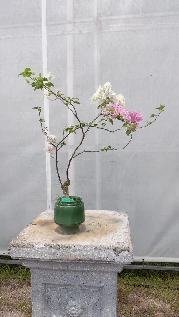 【闪购商品】三角梅
