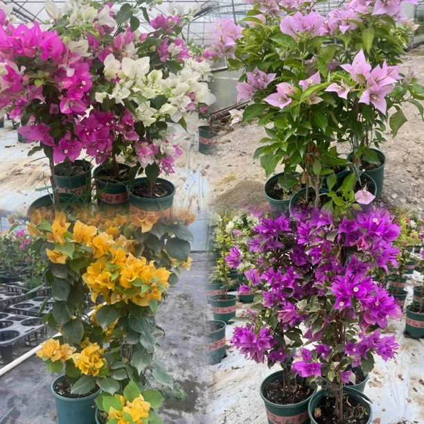各颜色高飘三角梅绿樱椰子冰柠檬黄巴西紫雪紫冰淇淋