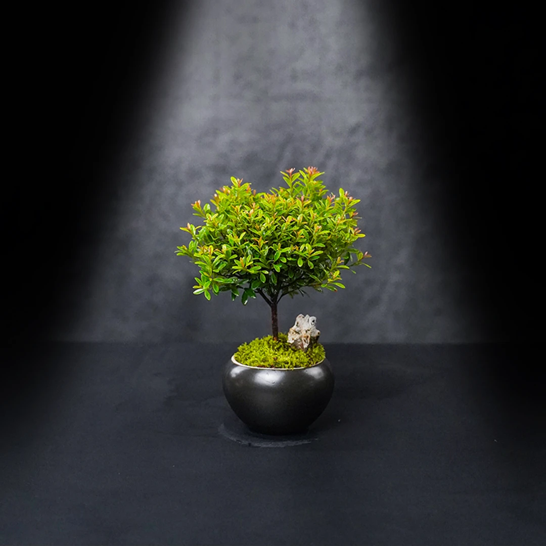 【仙】小树—带黑陶瓷盆小叶赤楠绿植造景成品真植物【尺寸：7*6】