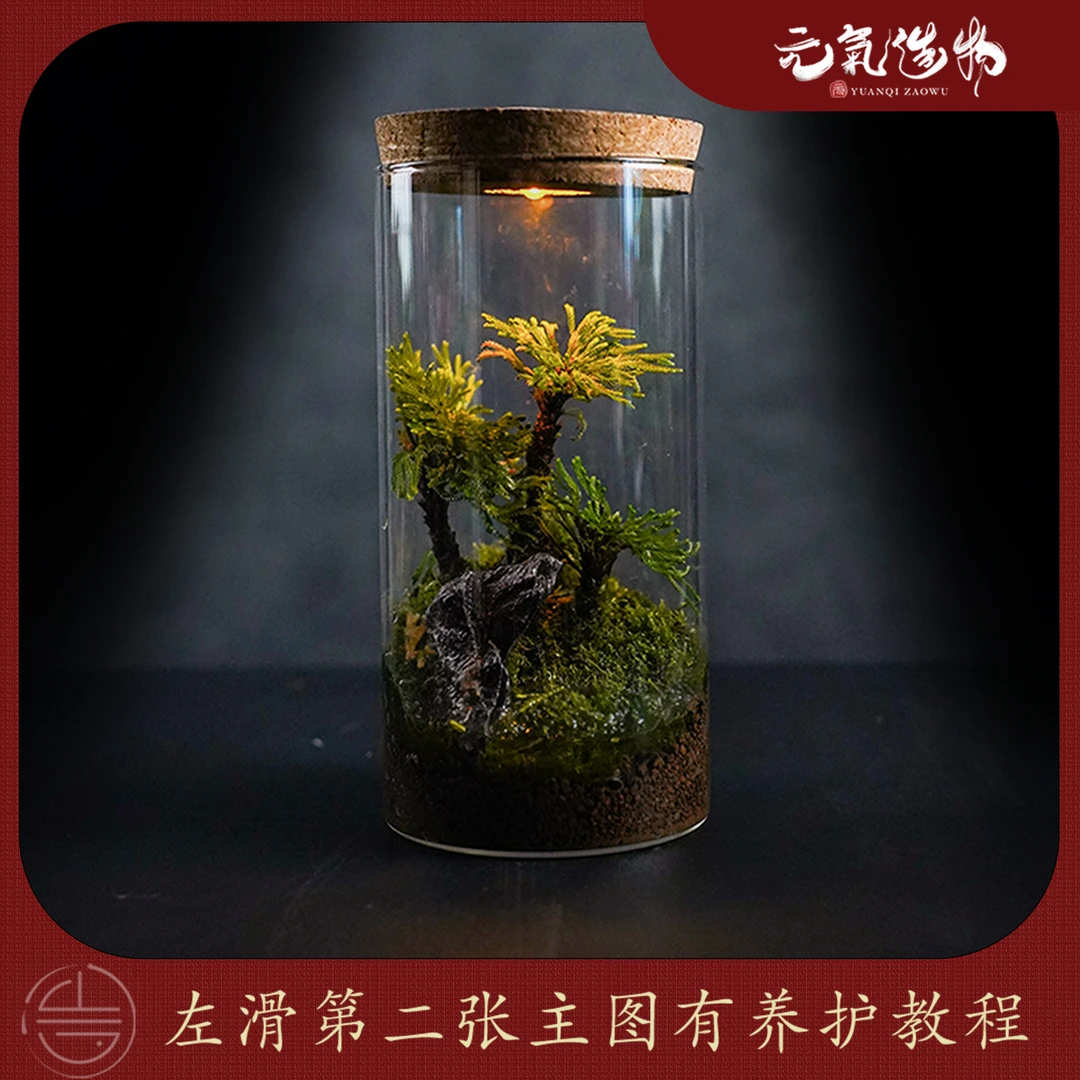 （山水之间）生命之柏—卷柏真石成品真植物一整套【尺寸：10*20】