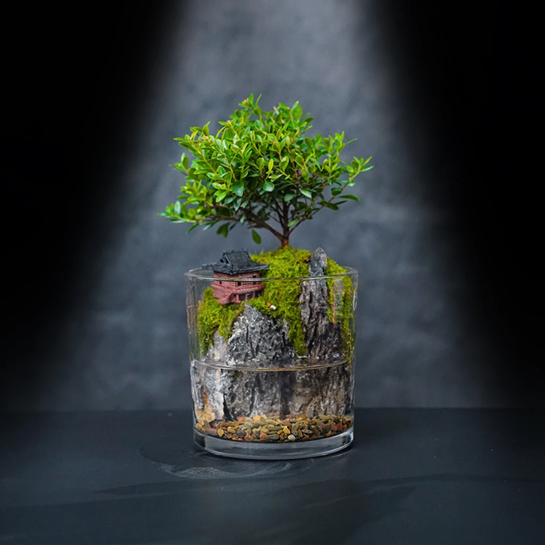 【仙】小楠亭—小叶赤楠绿植造景成品真植物【尺寸：12*12】