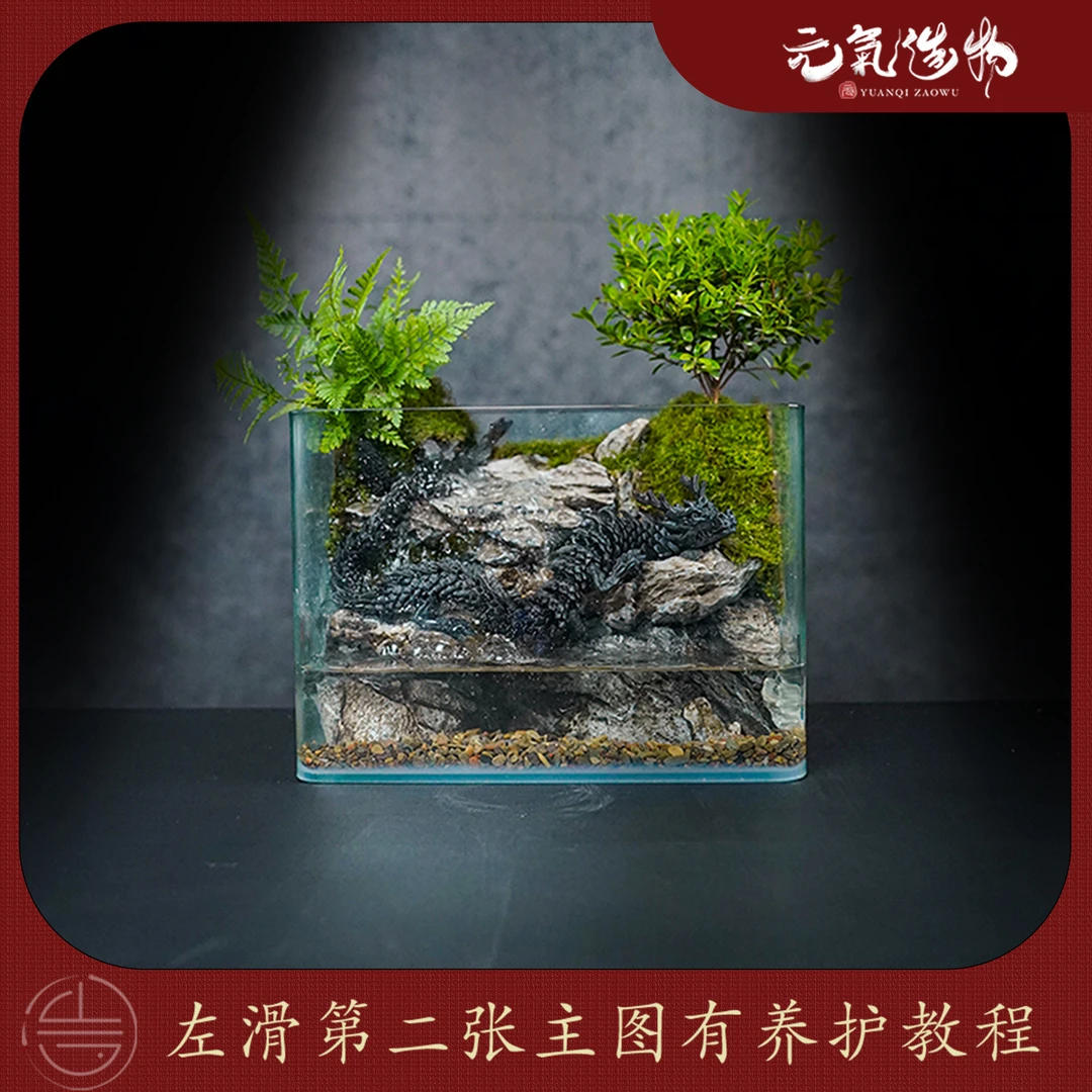（山水之间）潜龙-渊—小叶赤楠绿植造景成品真植物【尺寸：25*16*18】