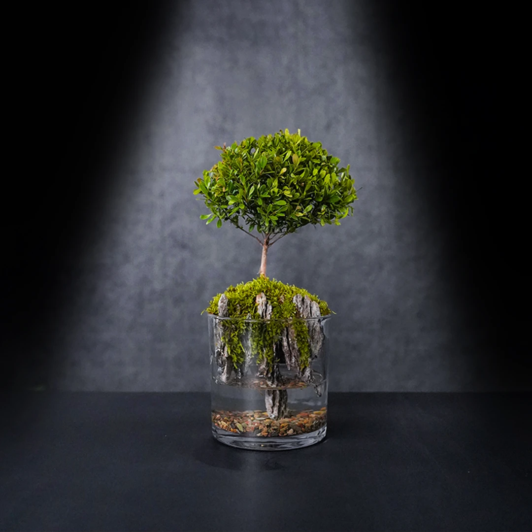 （山水之间）小悬山—小叶赤楠绿植造景成品真植物【尺寸：12*12】