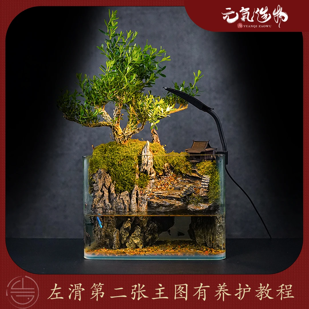 （山水之间）蓬莱仙居—造型黄杨绿植造景成品真植物【尺寸：25*16*18】