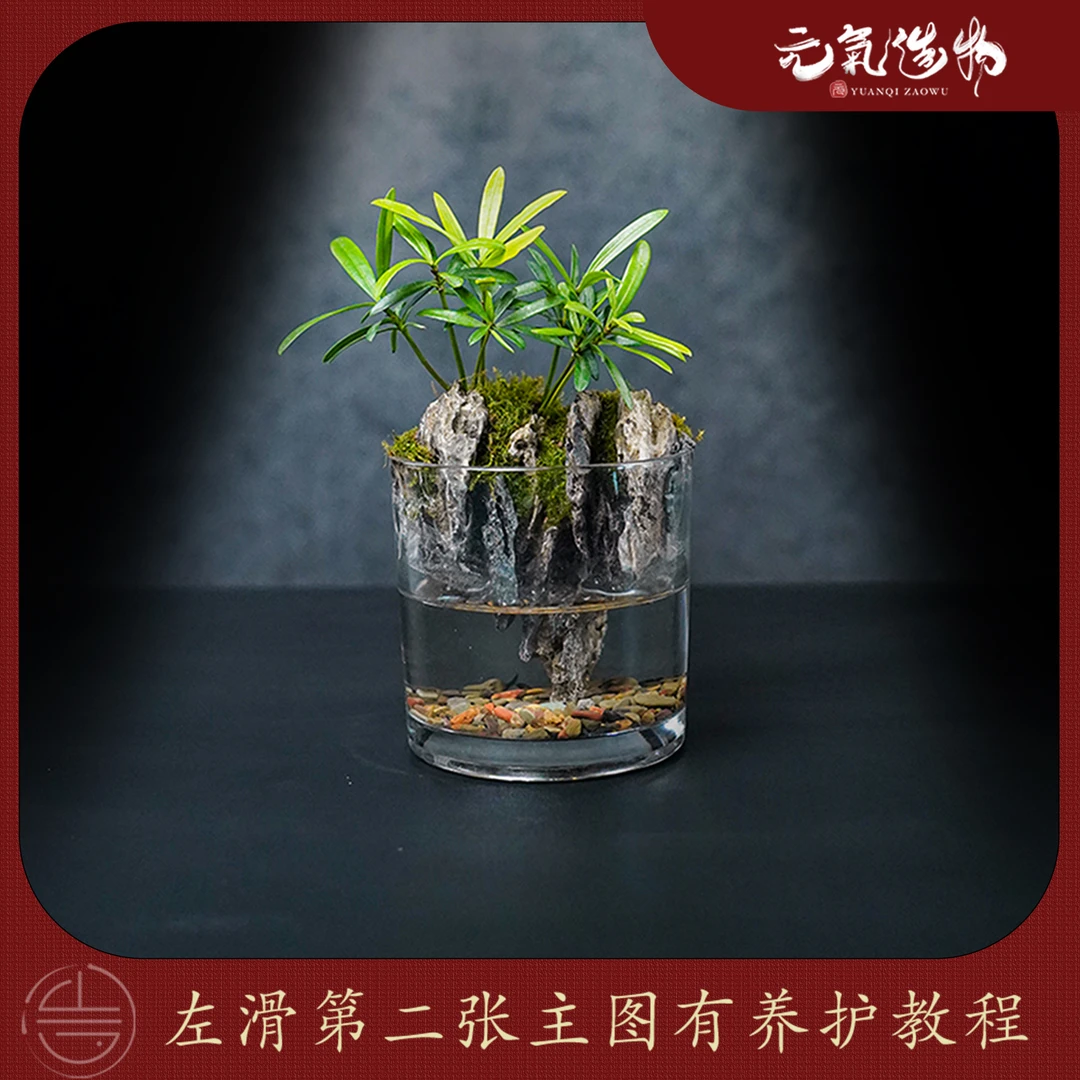 （山水之间）松山—罗汉松绿植造景成品真植物【尺寸：10*10】