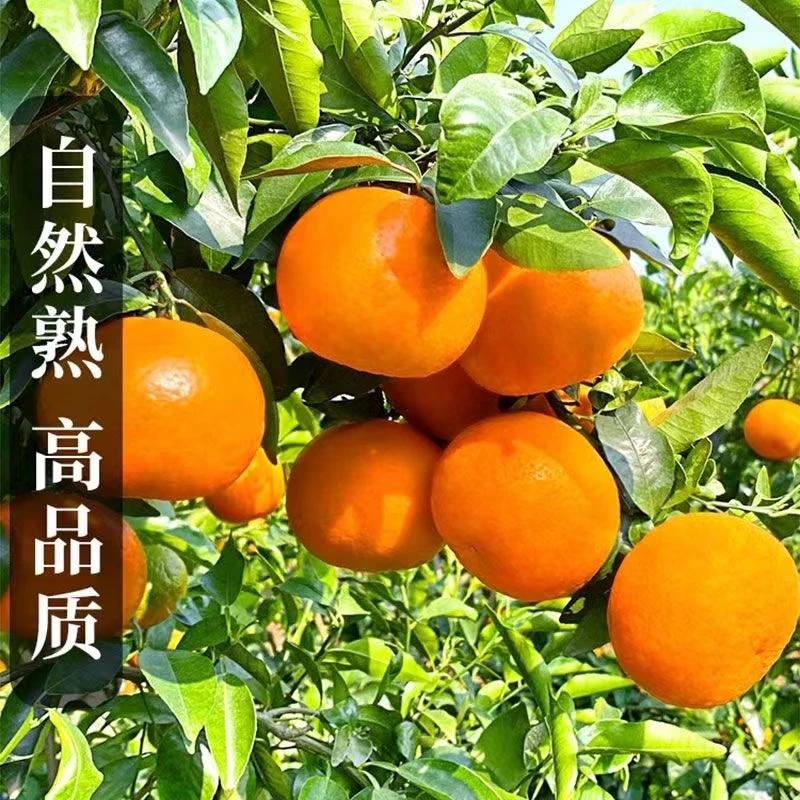 云南正宗沃柑新鲜水果当季整箱孕妇水果酸甜成熟柑橘桔子3/5/9斤