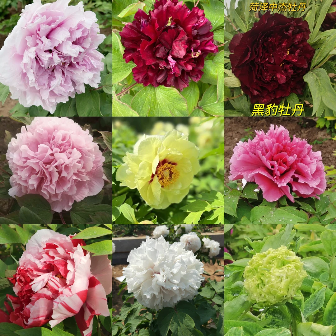 正宗菏泽牡丹树苗黑牡丹粉色系绿牡丹精品牡丹