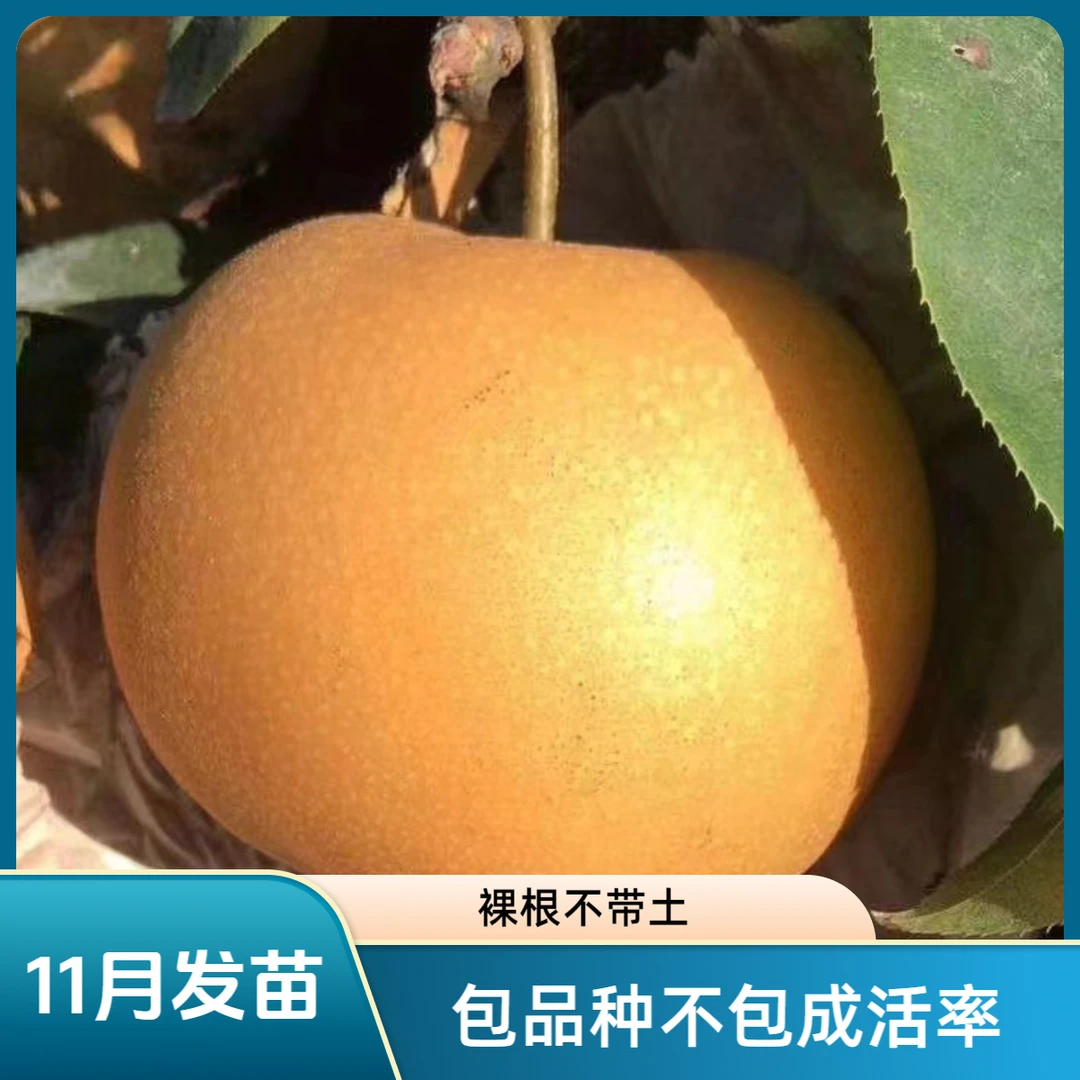 梨树苗,秋月梨,嫁接苗，裸根苗，不包活