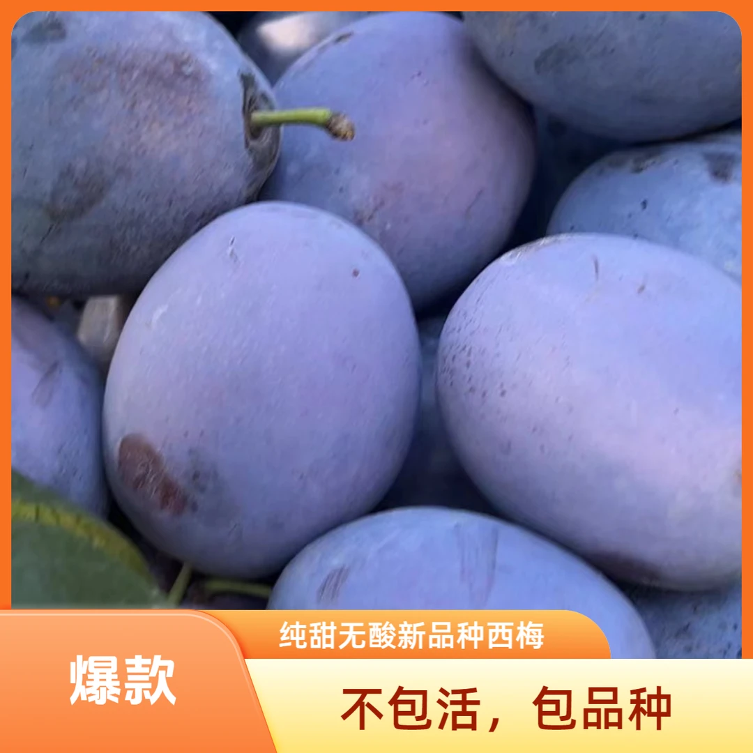新品种尤萨西梅，卯爷混合，裸根苗