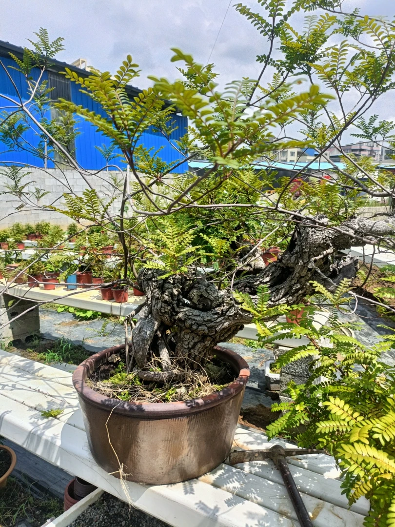 青香木，种在盆子8至10年，带盆木箱包邮