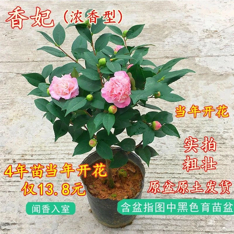 【新人福利】香妃茶花盆栽带花苞浓香茶花室内耐寒花卉植物茶花树苗