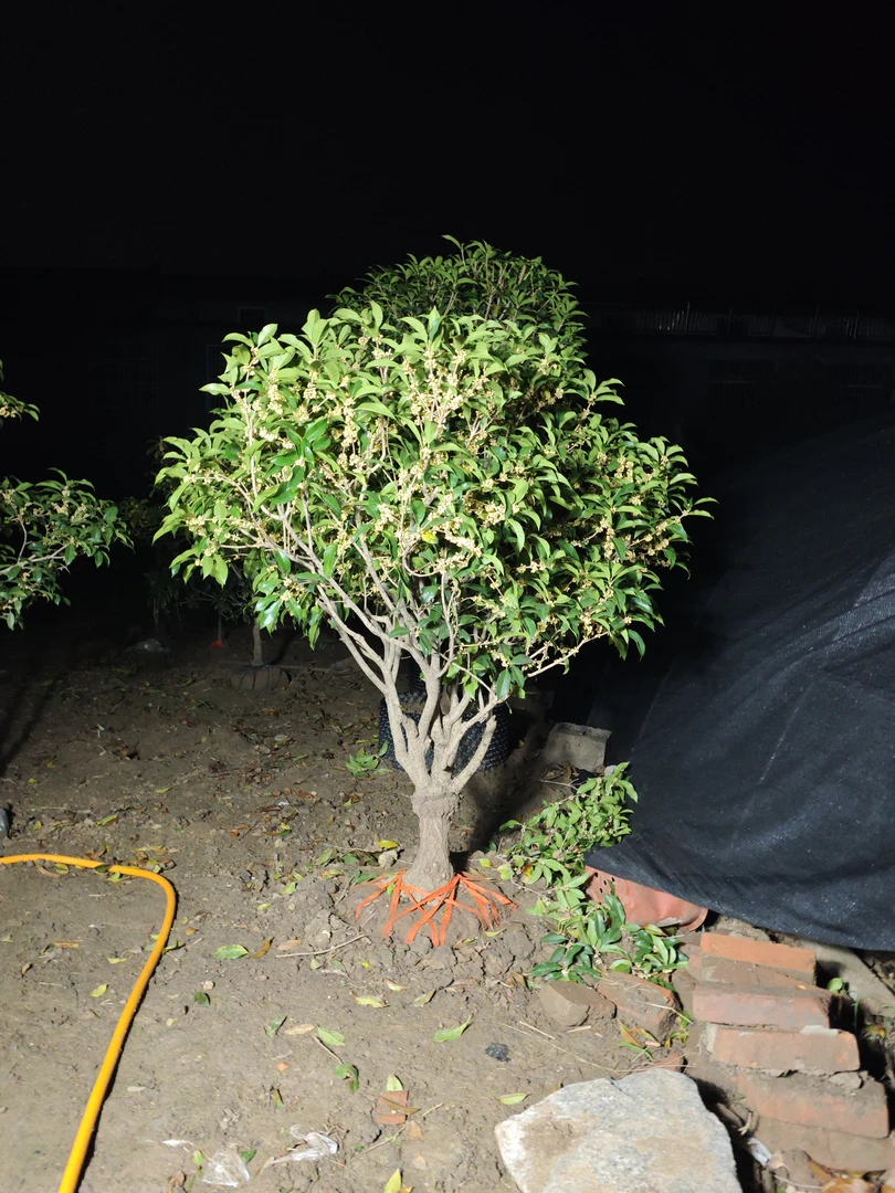 金桂花树苗嫁接树