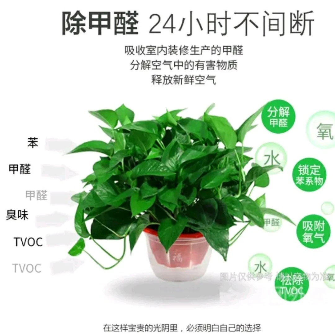 精品水培高红盆绿萝套餐一（买一盆得6盆）