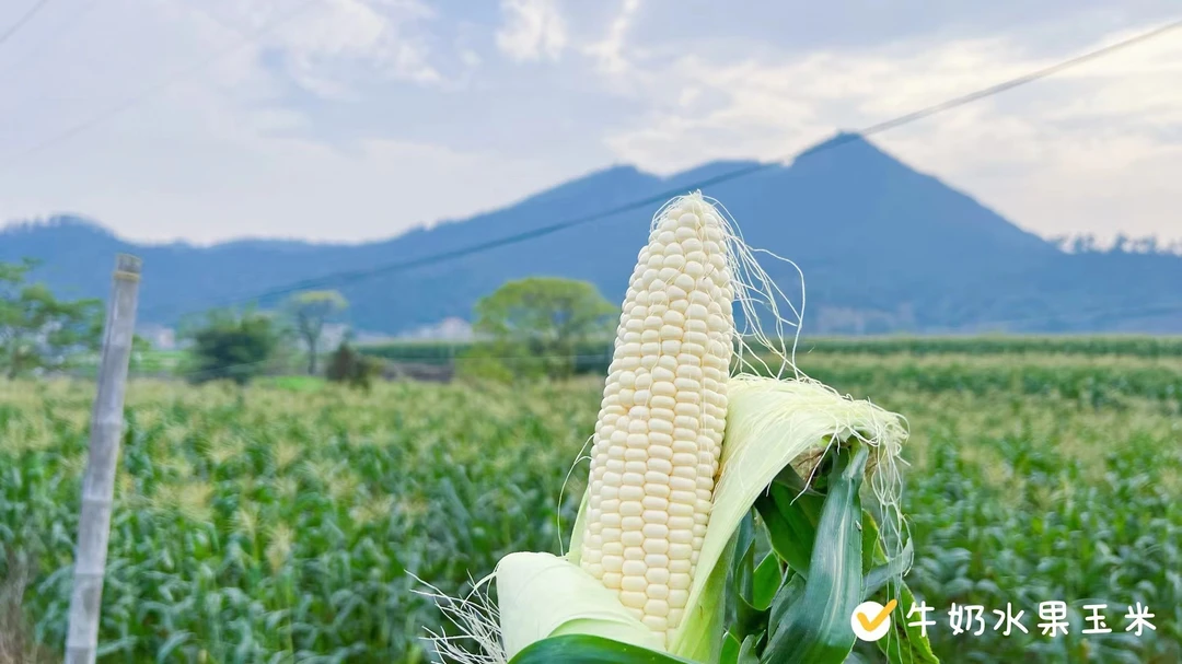 【开袋即食】福建漳州爆浆水果牛奶玉米可生吃清甜鲜嫩浓郁新鲜蒸煮