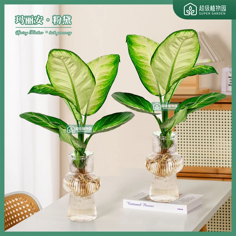 玛丽安盆栽桌面植物室内绿植花卉好养四季万年青美观大气