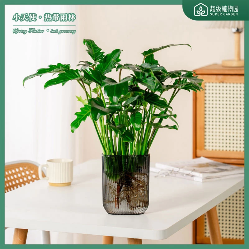 小天使春羽水培桌面绿植好养易活寓意顺风顺水招财纳宝