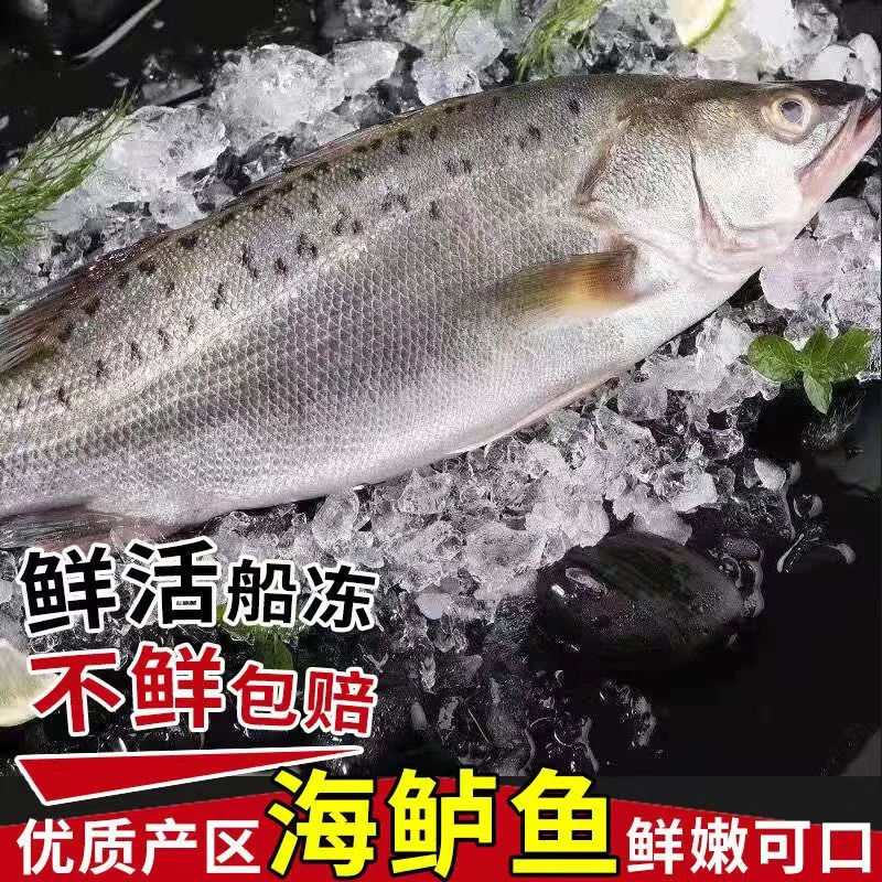 【今日福利】海捕海鲈鱼1.5斤左右/条 新鲜速冻 顺丰冷链 拍2发3