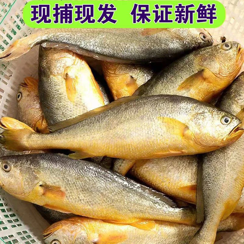【粉丝福利】7-8两/条海捕大黄花鱼新鲜速冻独立包装 顺丰冷链运输