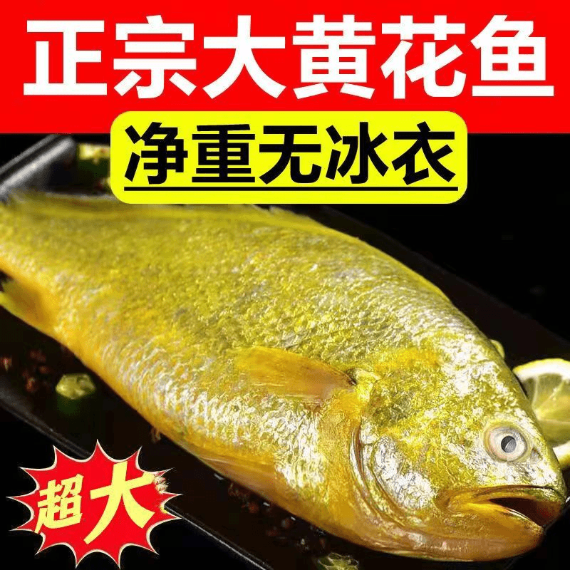 【小月推荐】海捕大黄花鱼约8两/条 新鲜鲜活速冻独立包装 拍3发5