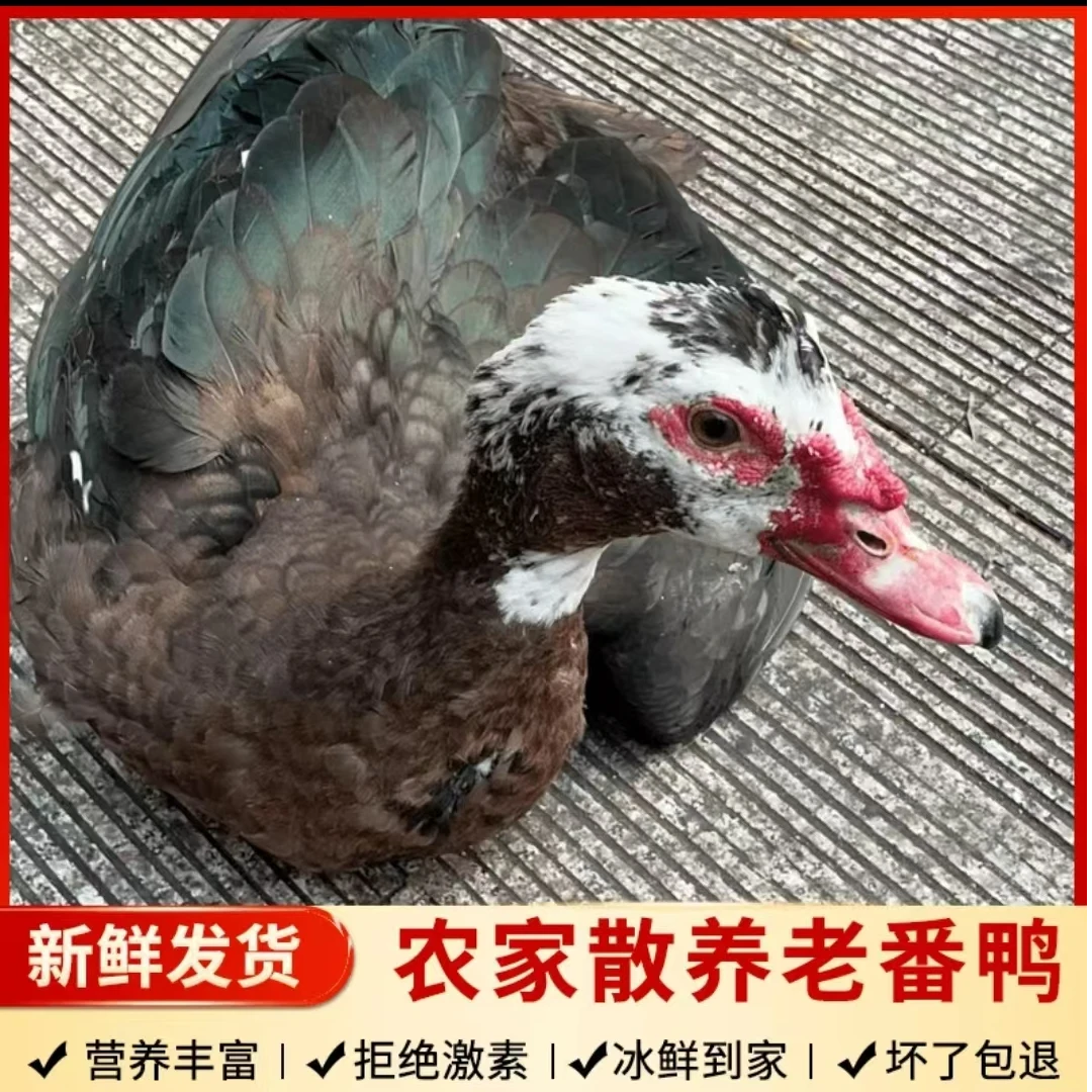 （生态番鸭）农家散养生态鸳鸯鸭现杀鸭肉鲜美顺丰包邮