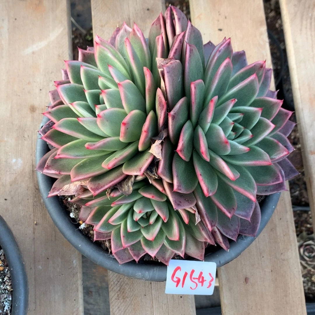 【闪购商品】?****?1543