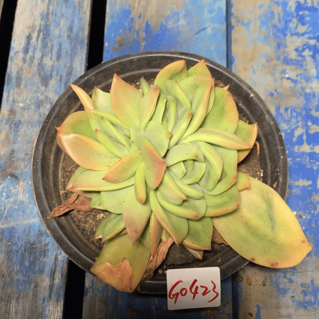 【闪购商品】【**】0423