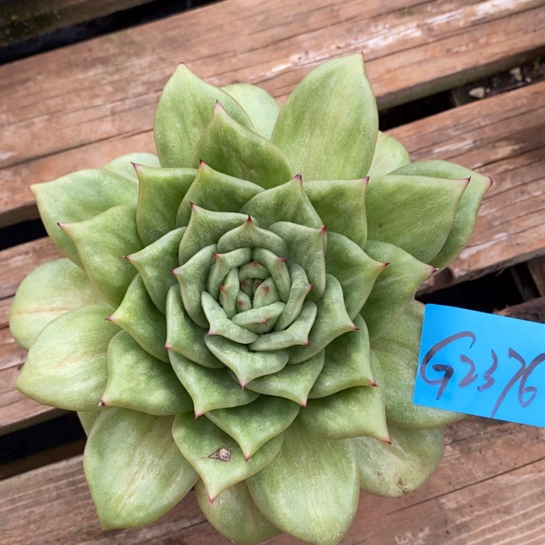 多肉植物多肉植物2376