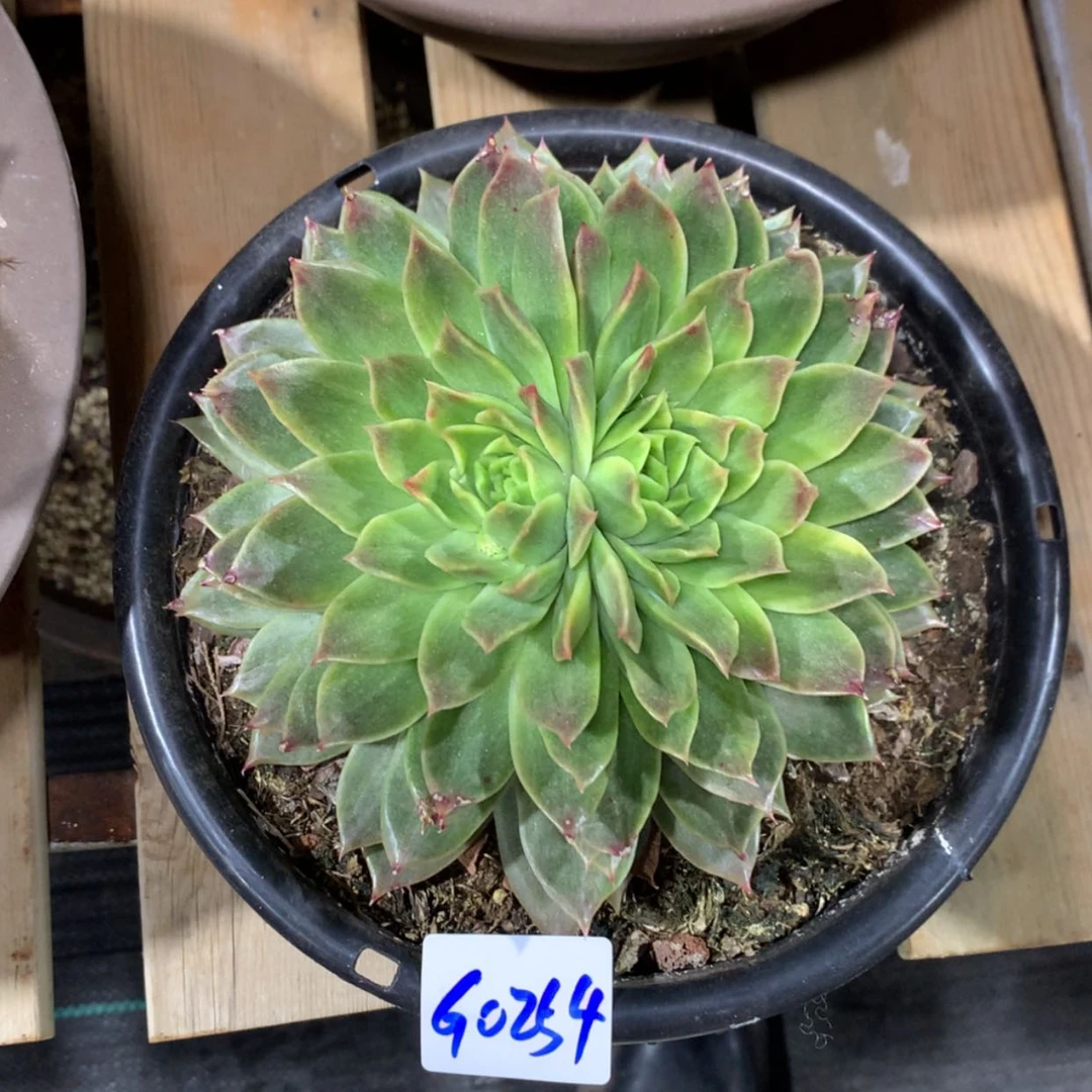 【闪购商品】浅*0254