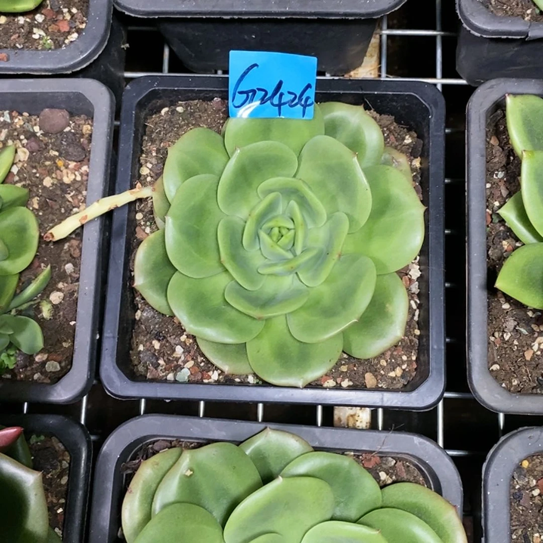 先****体多肉植物多肉植物2424