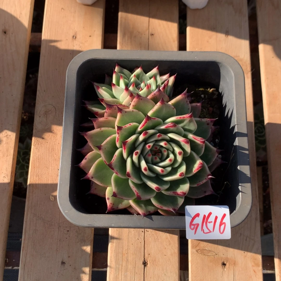 【闪购商品】?****?1516