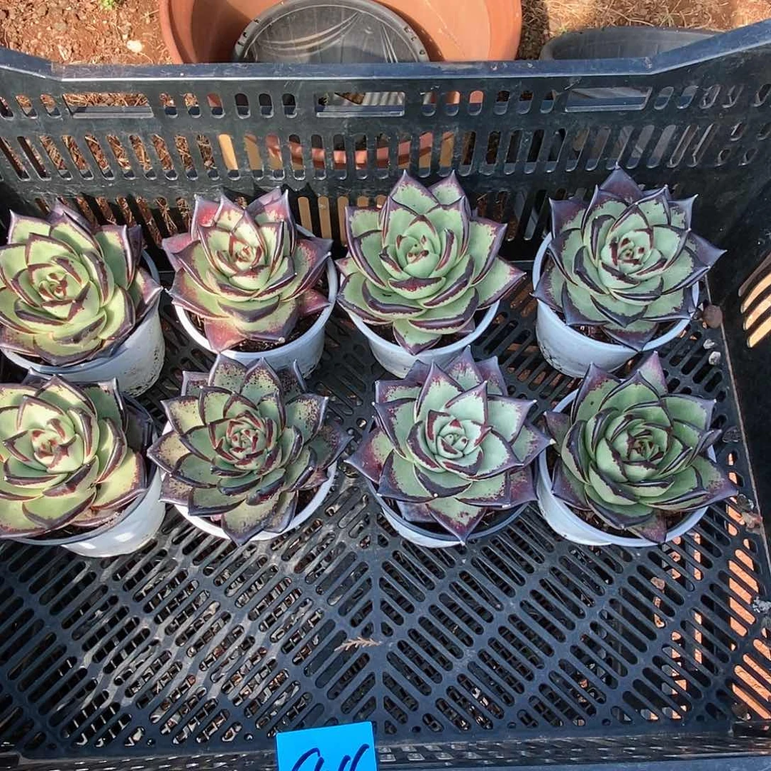 多肉植物多肉植物1016