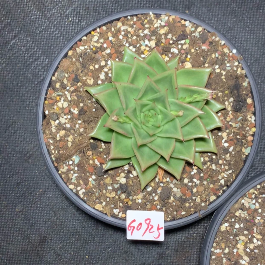 【闪购商品】*‍****0925